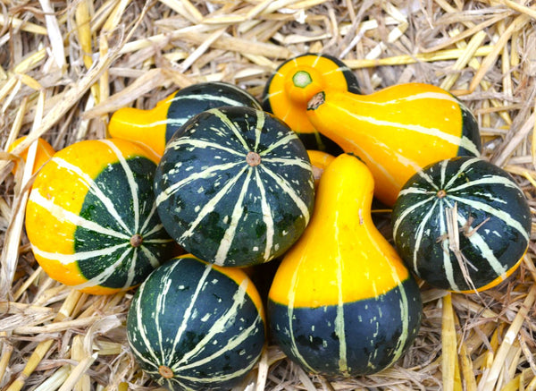 Bicolor Pear Ornamental Gourd