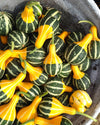 Bicolor Pear Ornamental Gourd