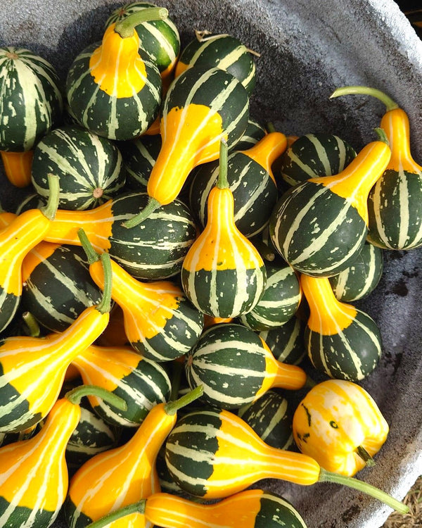 Bicolor Pear Ornamental Gourd
