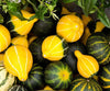 Bicolor Pear Ornamental Gourd