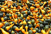 Bicolor Pear Ornamental Gourd