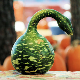 Speckled Swan Gourd