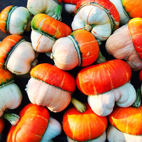 Mini Red Turk's Turban Ornamental Gourd