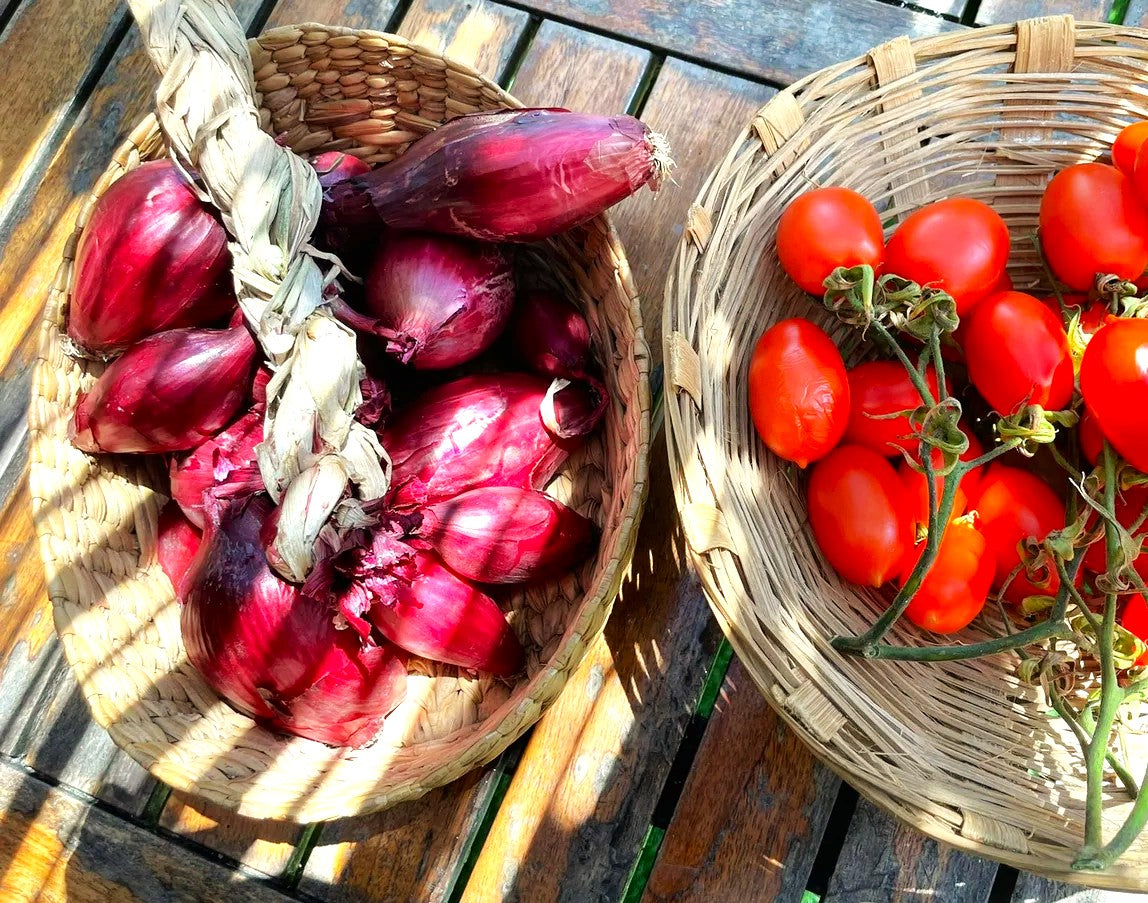 Red Tropea Onion Seeds | Italian Cipolla Rossa Di Torpea Calabrian ...