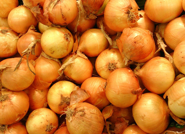 Ontx Texas 1015Y SuperSweet Onion Seeds - For 2026 Planting Official Texas ...