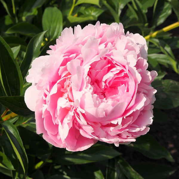 Chinese Peony