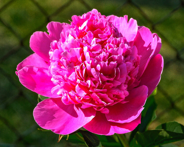 Chinese Peony