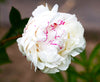 Chinese Peony