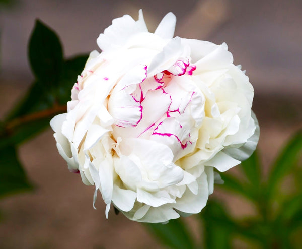 Chinese Peony