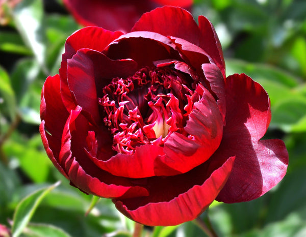 Chinese Peony Seeds - For 2026 Planting Paeonia Lactiflora Mudan Hua