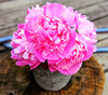 Chinese Peony