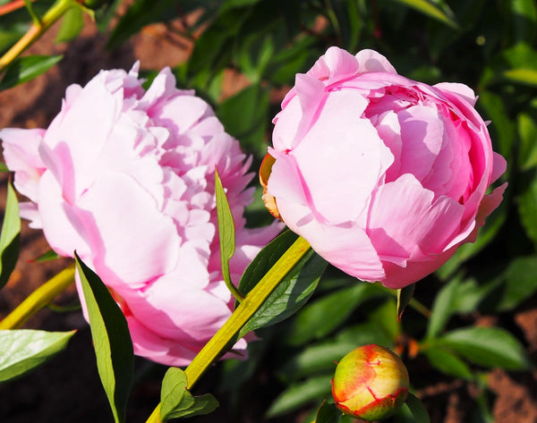 Chinese Peony Seeds - For 2026 Planting Paeonia Lactiflora Mudan Hua