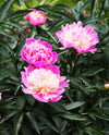 Chinese Peony