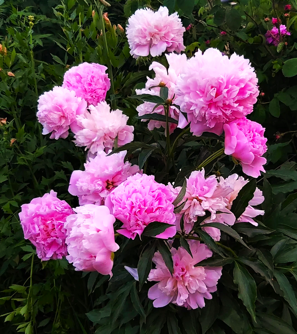 Chinese Peony