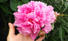 Chinese Peony