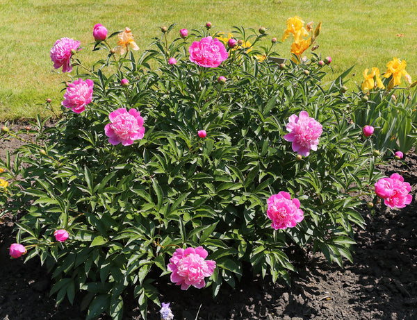 Chinese Peony