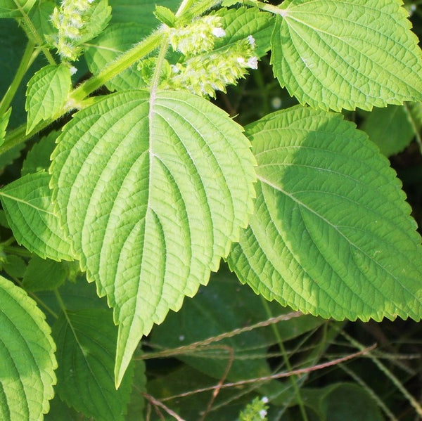 Little Seed Store 101+ Green Shiso Seeds, Japanese Perilla Herb, Organic, US Grown, 93% Germ