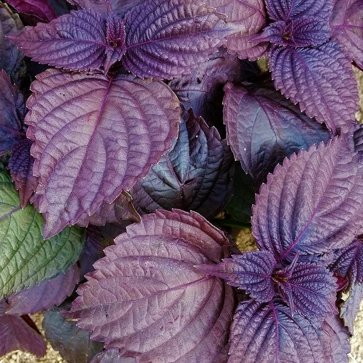 Purple Perilla (Shiso) Seeds - For 2026 Planting Aka Jiso Beefsteak