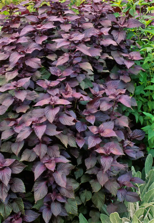purple shiso plant Purple Perilla (Shiso) Seeds - For 2026 Planting Aka Jiso Beefsteak