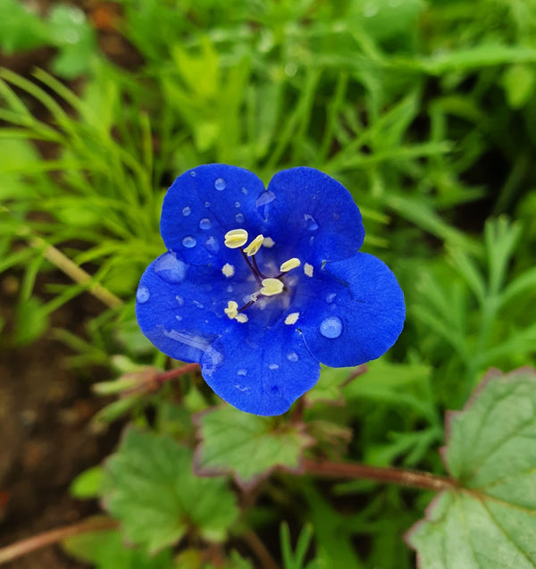 California Bluebell (Desertbells)