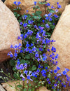 California Bluebell (Desertbells)