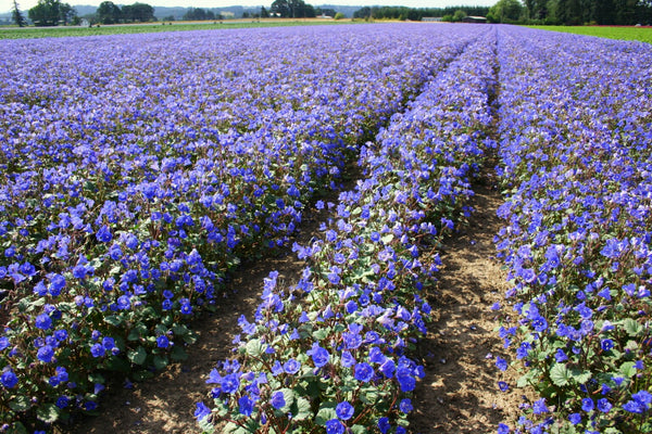 California Bluebell (Desertbells)