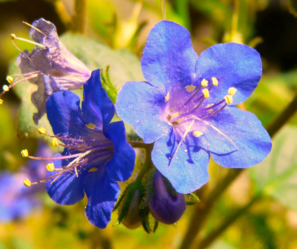 California Bluebell (Desertbells)