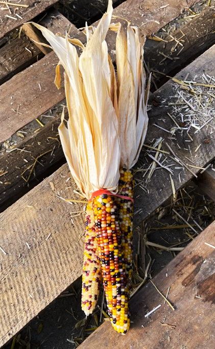 Blender Ornamental Corn Seeds | Miniature Rainbow Red Husk Indian Maize ...