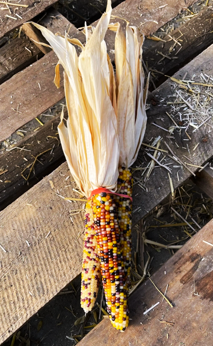 Blender Mini Ornamental Corn