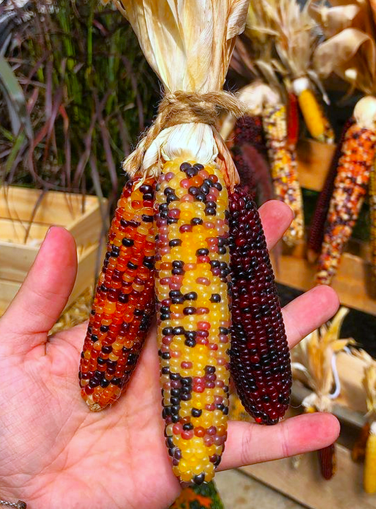TomorrowSeeds - Rainbow Ornamental Corn Seeds - 30+ Count Packet - for 2024  Indian Maize Native American Autumn Flint Calico Popcorn Glass Gem