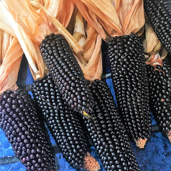 Dakota Black Popcorn (Ornamental Corn)