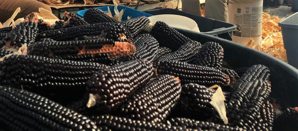 Dakota Black Popcorn (Ornamental Corn)