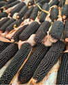 Dakota Black Popcorn (Ornamental Corn)