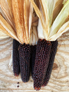 Dakota Black Popcorn (Ornamental Corn)