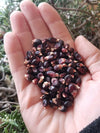 Dakota Black Popcorn (Ornamental Corn)