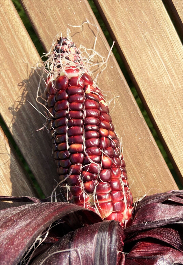 Double Red Sweet Corn