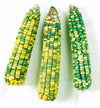 Green and Gold Dent Ornamental Corn