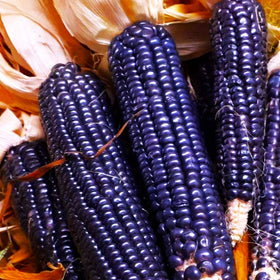 Blue Hopi Ornamental Corn