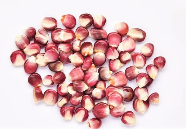 Neon Pink Popcorn (Ornamental Corn)