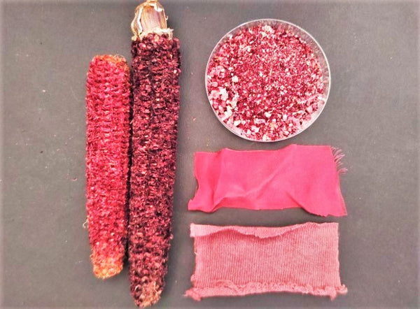 Neon Pink Popcorn (Ornamental Corn)