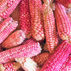 Neon Pink Popcorn (Ornamental Corn)
