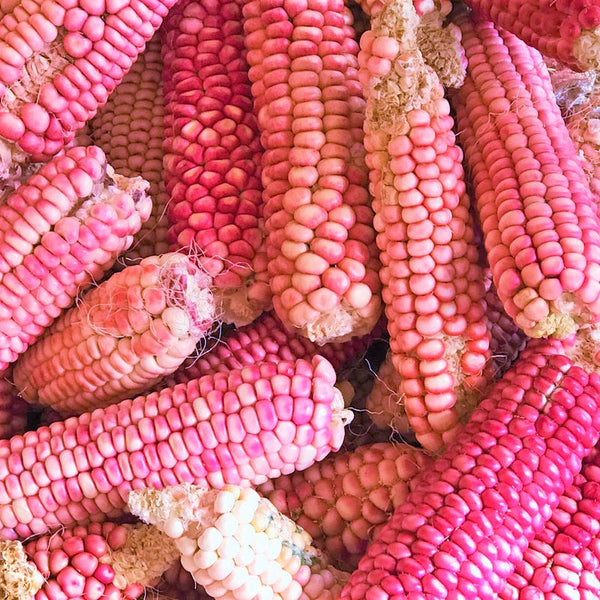 Neon Pink Popcorn (Ornamental Corn) Seeds - For 2026 Planting