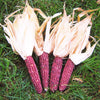 Neon Pink Popcorn (Ornamental Corn)
