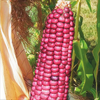 Neon Pink Popcorn (Ornamental Corn)