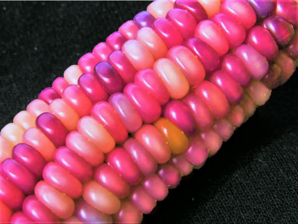 Neon Pink Popcorn (Ornamental Corn)