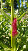 Neon Pink Popcorn (Ornamental Corn)