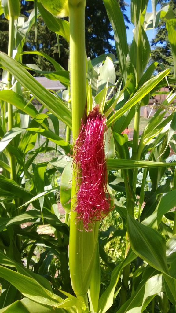 Neon Pink Popcorn (Ornamental Corn)