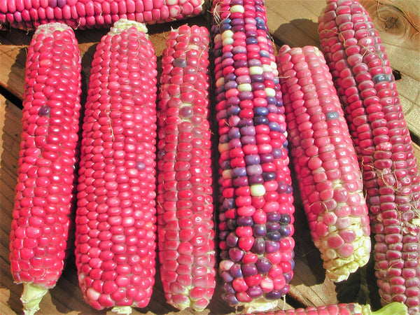 Neon Pink Popcorn (Ornamental Corn)