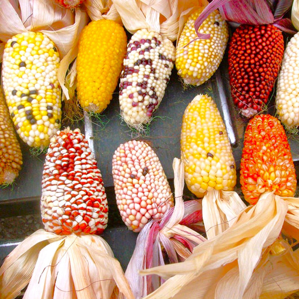 rainbow strawberry seeds Rainbow Mix Strawberry Popcorn (Ornamental Corn) Seeds