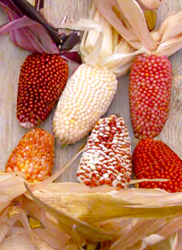 Rainbow Mix Strawberry Popcorn (Ornamental Corn)